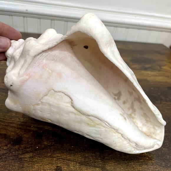 Horned Conch Shell Natural Beach House Decor Cream 8.5" x 5" Seashell Ocean - Picture 4 of 16